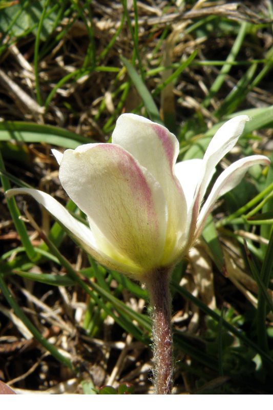 Pulsatilla alpina subsp. millefoliata